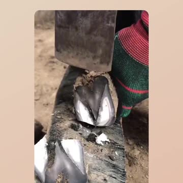 Fixing the Foal's Hooves