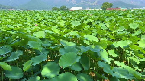 a lotus garden with broad leaves