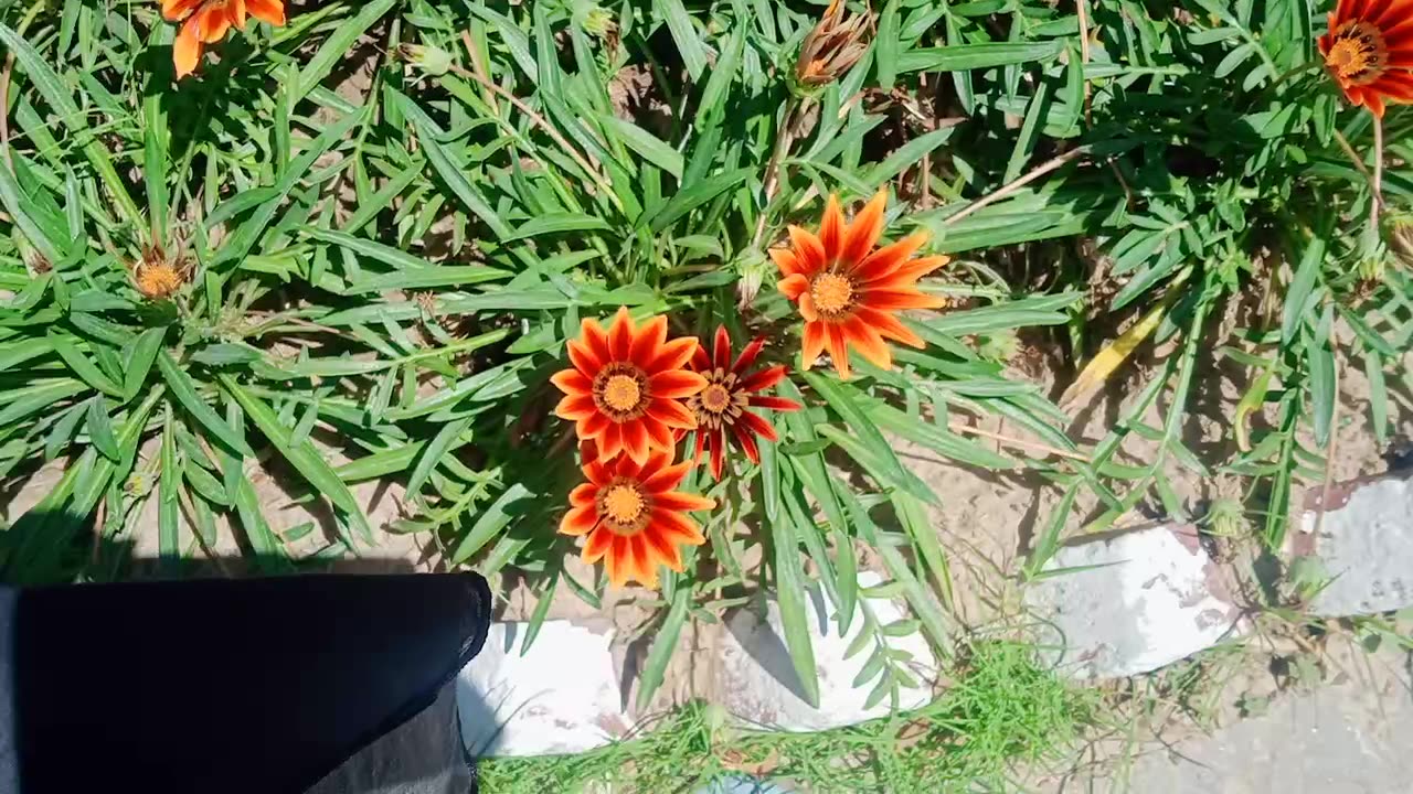 Beautiful Flowers