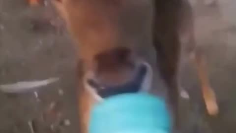 Human feeds hungry baby antelope