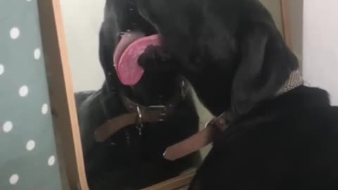 Funny animal