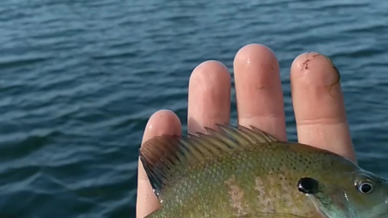 Release of a beautiful little Blue Gill