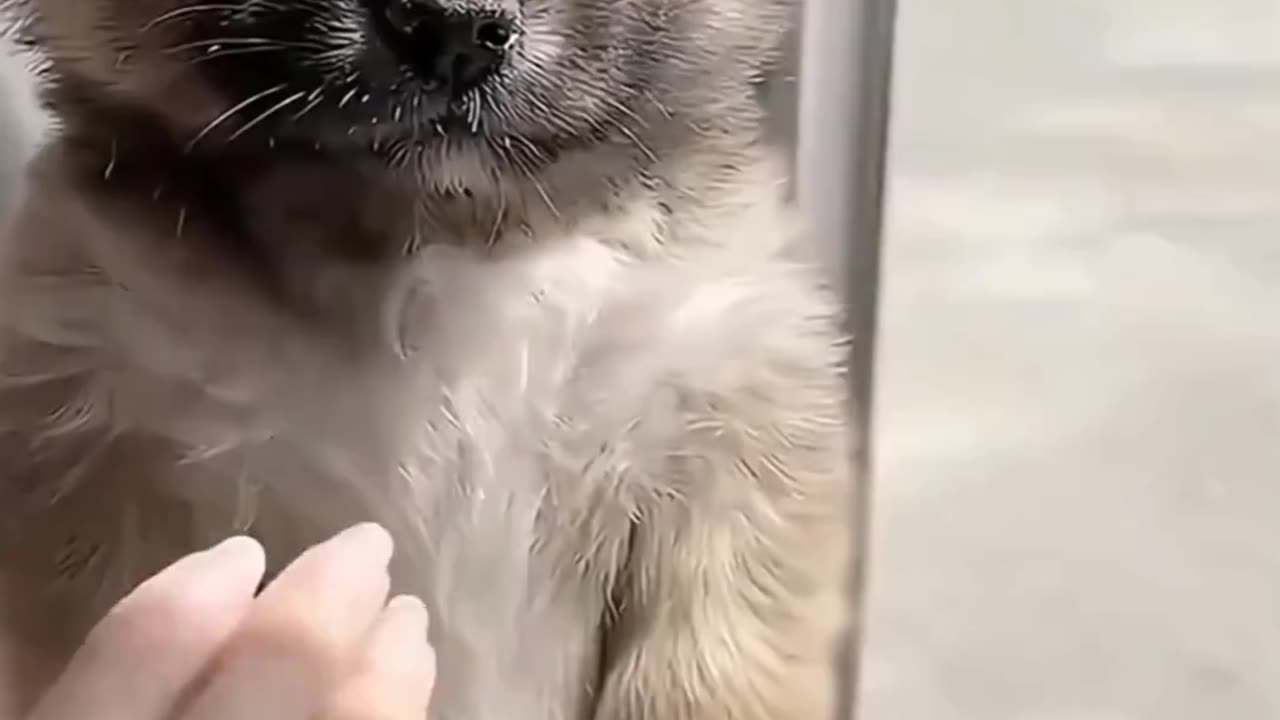 Funny Animals Video