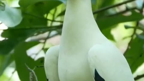 Beautiful birds ll #viral