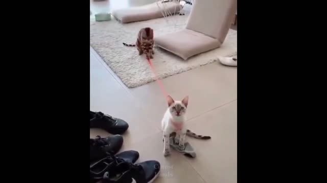 Funniest Cats 😹 - Don't try to hold back Laughter 😂