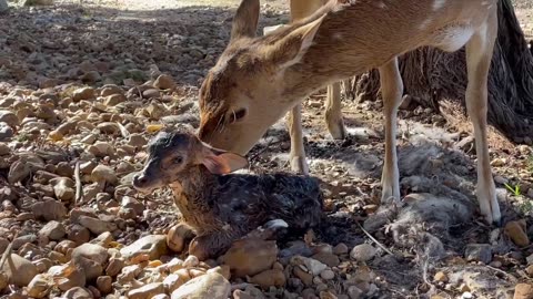 Just born fawn