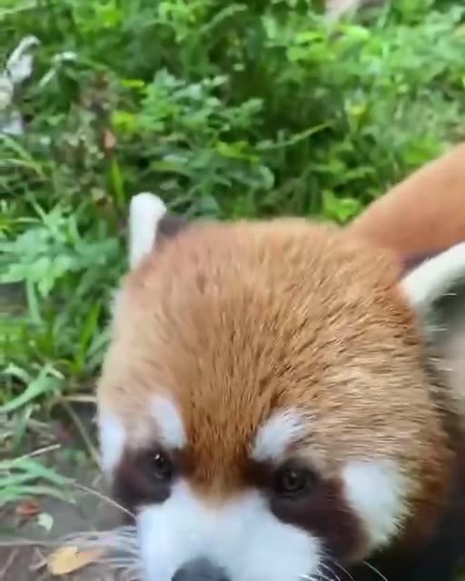 Small Red Panda