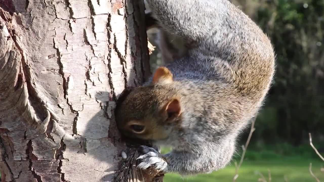 It looks like this squirrel is trying to get sustenance