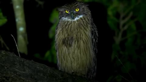 Owl