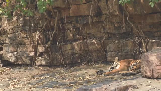 Noor and a very playful tiger cub