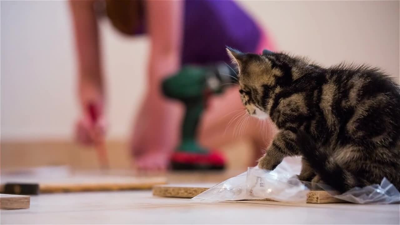 Kitten sit on plastic bag from furniture elements