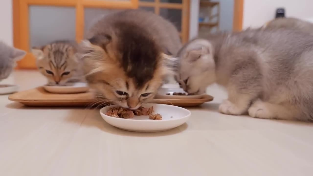 ``I won't share my food with you! ? ” The gluttonous kitten is cute.