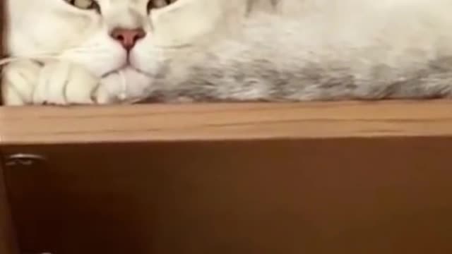 Oh no#CapCut #pet #cat #fyp #foryou