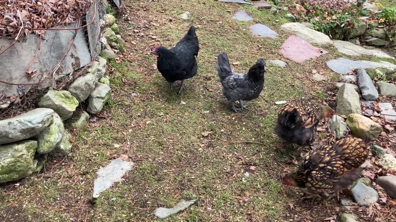 Christina Rosenkreus of the Hen Council passed away in the early morning hours of November 19th.