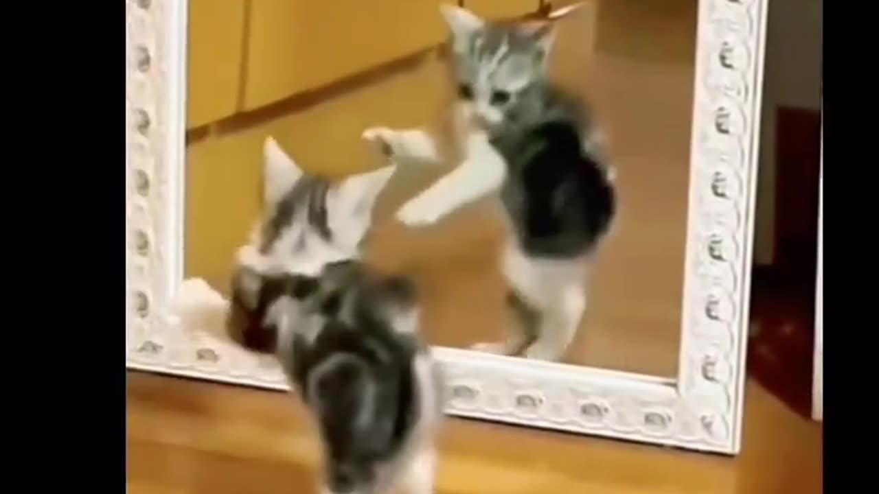 CUTE CATS