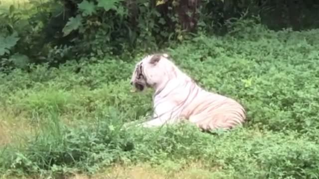 White tiger is resting