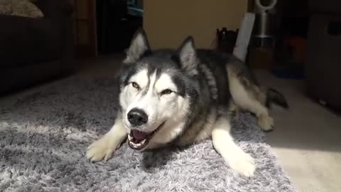 My Husky Tells Me to GET OUT Of His Beanbag!