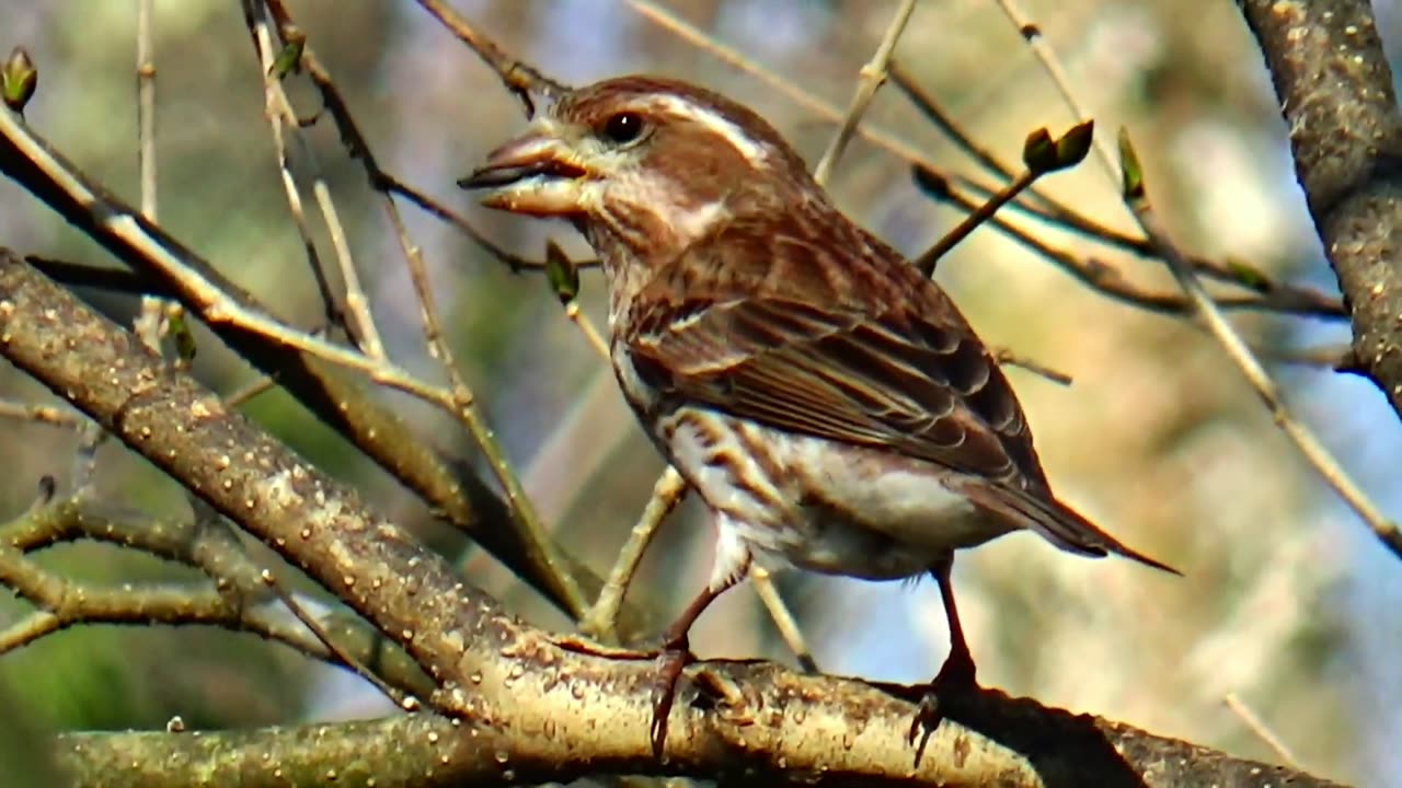 Female Purple Finch