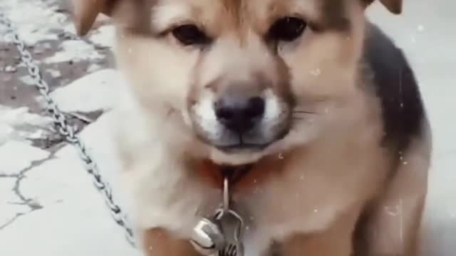 Dog❤️