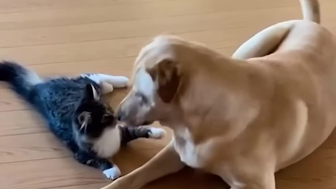 Funniest Cats and Dogs 🐶🐱 | Funny Animal Videos #35