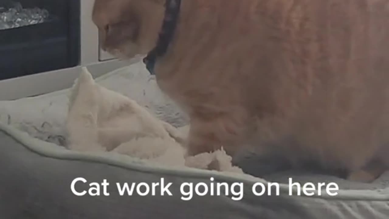 Cat work