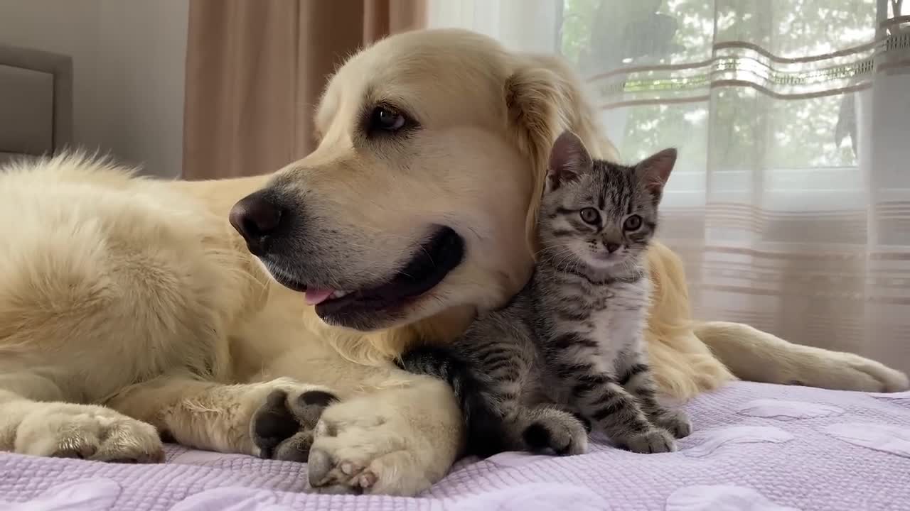 Golden Retriever and Baby Kitten Become Friends