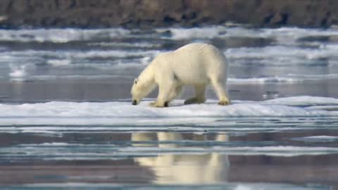 polar bear on ice floe