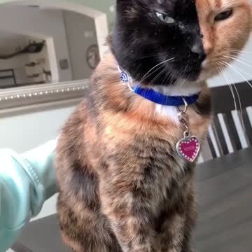 A beautiful cat 🐈‍⬛🐈‍⬛🐈‍⬛