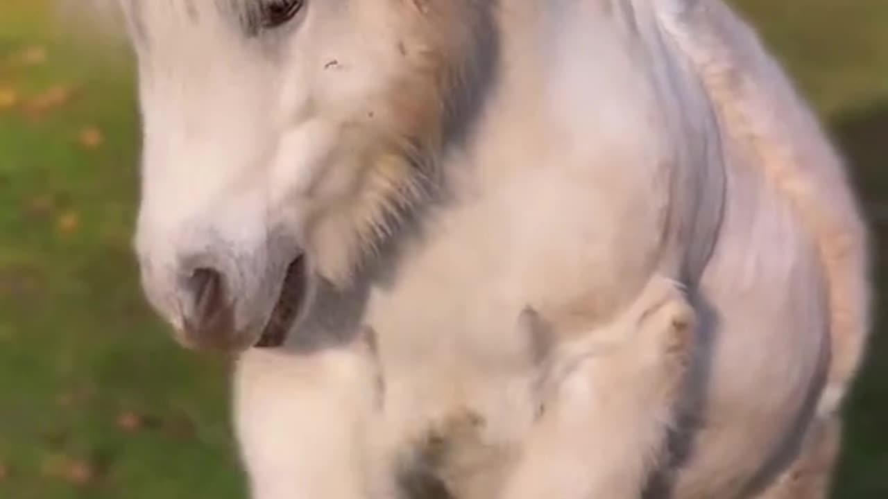 Cute mini horse