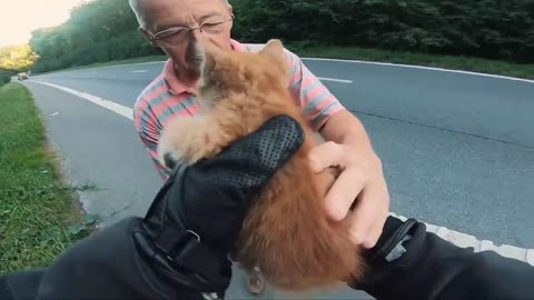 Rescue a kitten on the road