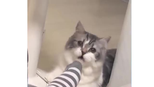 Cat video Amazing 👌 | cat funny video | ACTtech