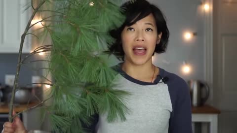 Covid Vaccine remedy. How To Identify, Harvest, And Make White Pine Needle Tea