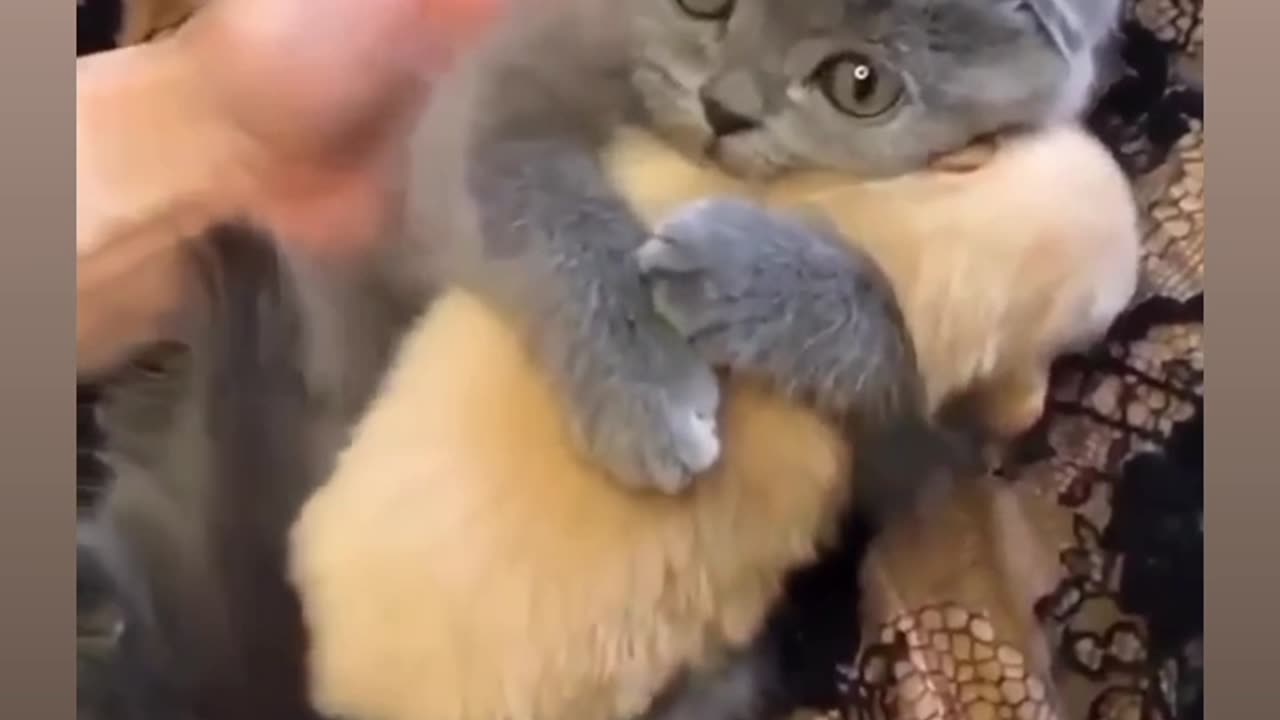 Cat and puppy love