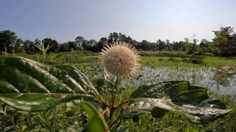 Sugar Shack Buttonbush