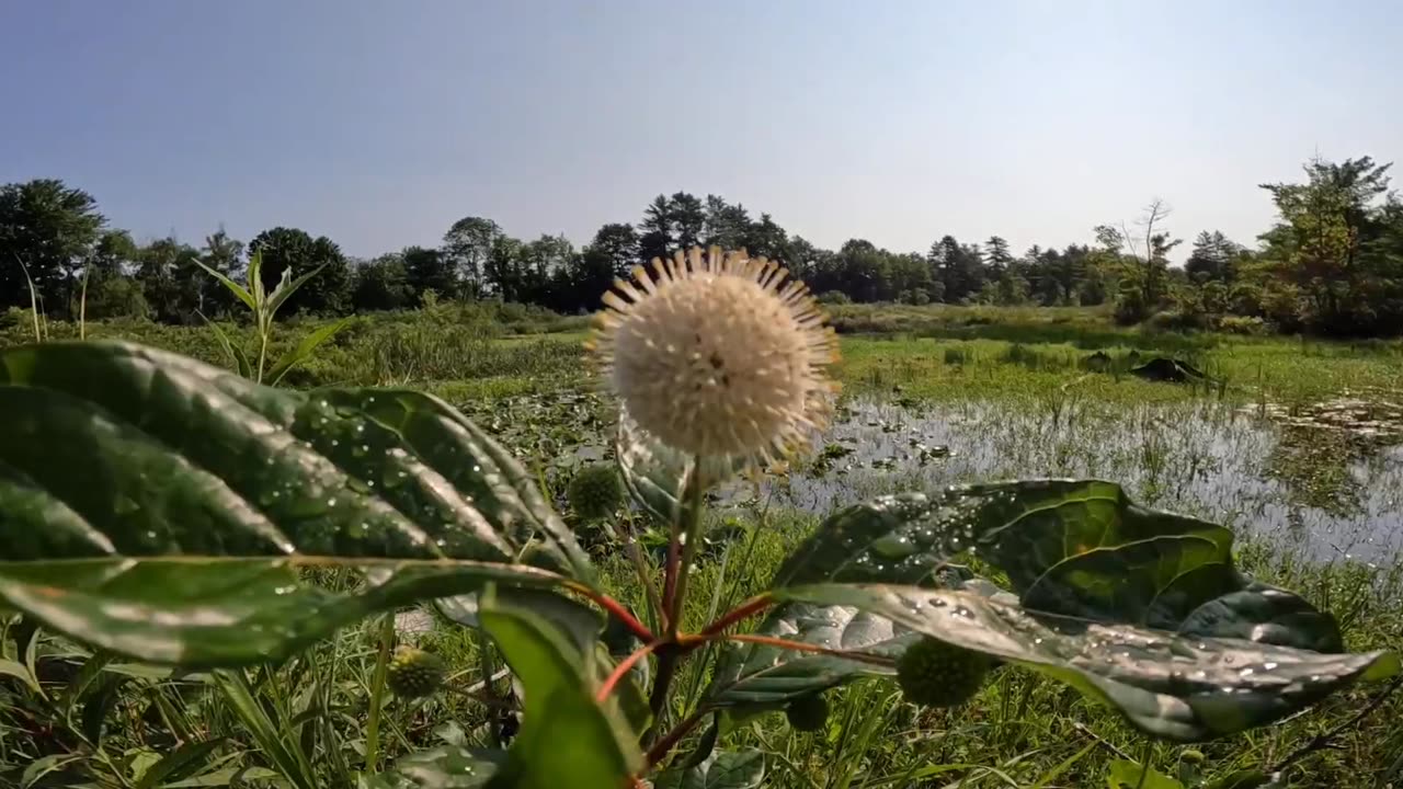 Sugar Shack Buttonbush