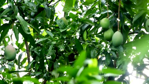 Miraculous Benefits of Eating Fruits