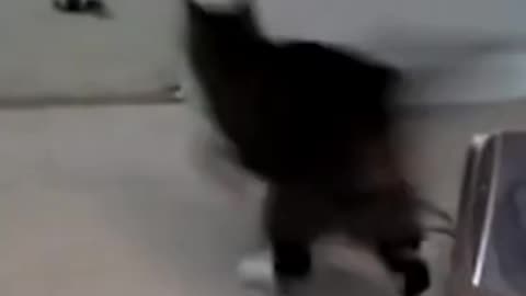 Cat funny video new funny video.