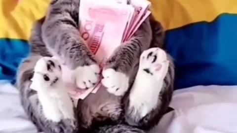 Funny Richest Cat