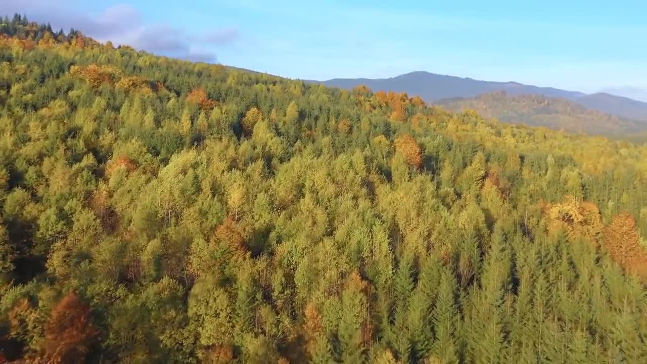 Enchanting Autumn Forests with Beautiful Piano Music