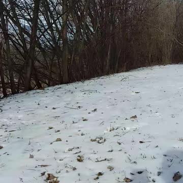 Psalm 30 Message Bible ( I laid my case before you)