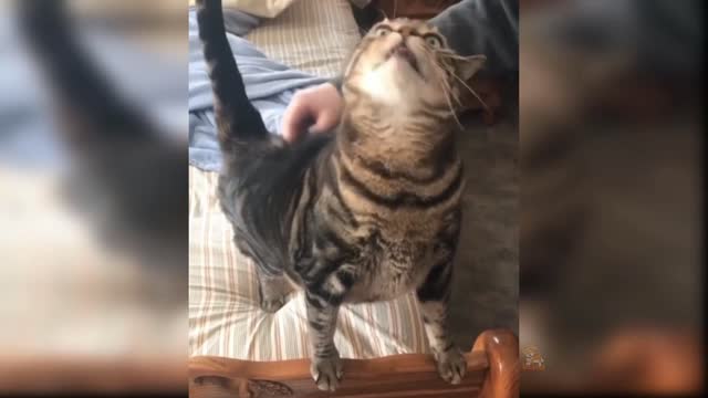 Cat reaction to toy funny cat toy reaction compilation#