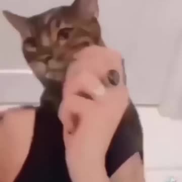 На это можно смотреть ВЕЧНО!! Смешные Кошки и Собаки! 😂😂😂 #Shorts