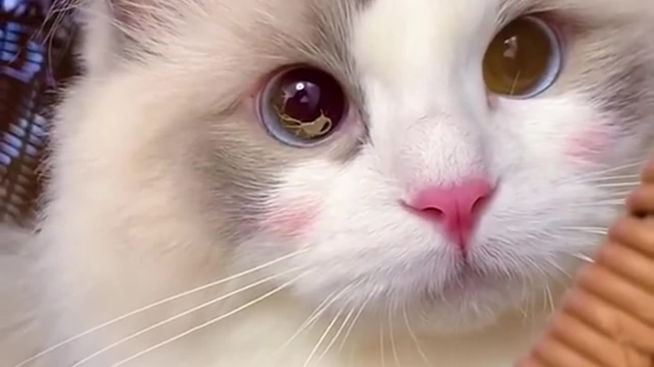 Aww Cute Cats Videos #catmeow Funny Animals Compilation😹 Try Not To Laugh Challenge