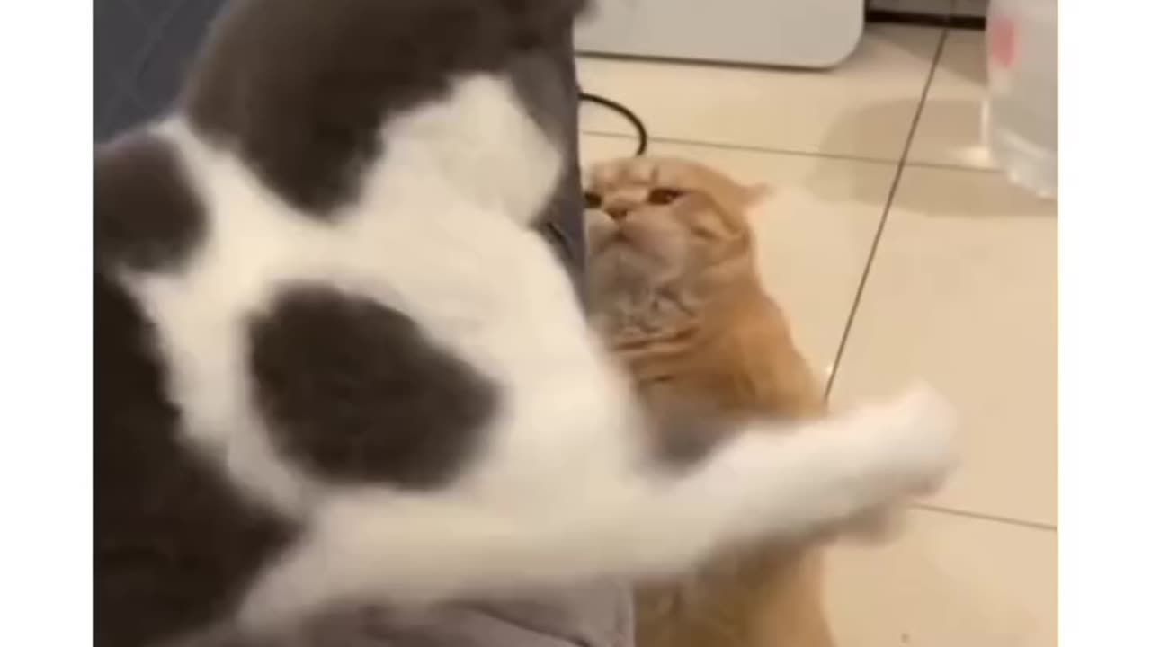 Best funny 🤣 cat 😺 video 2024