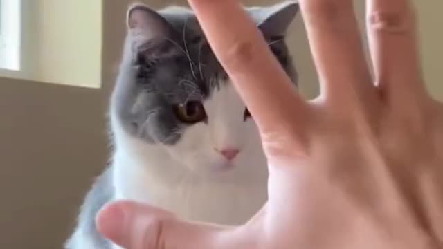 funny cat videos | cute cats | cute animals | funny cats | kittens cats meowing #shorts #funny cats