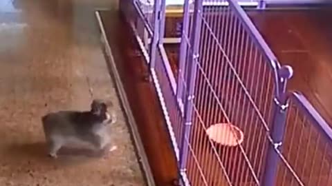 Anything Can Be Achieved With Determination #shorts #viral #shortsvideo #video