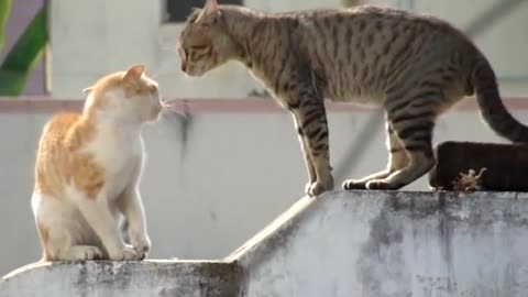 Real##Cat##Fight