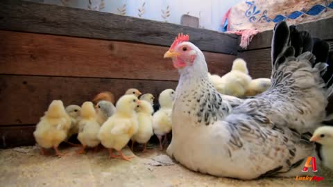 backyard chickens - Hen and chicks