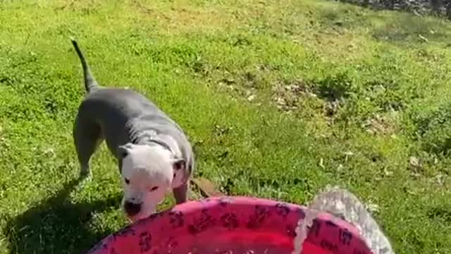 Dog Jumps in Excitement and Other Waits Patiently While Kiddy Pool Gets Filled For Them
