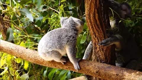 funny koala